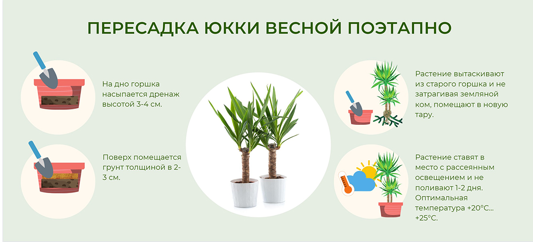 Erde für Yucca zu Hause