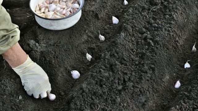 Bodenvorbereitung für die Pflanzung von Winterknoblauch