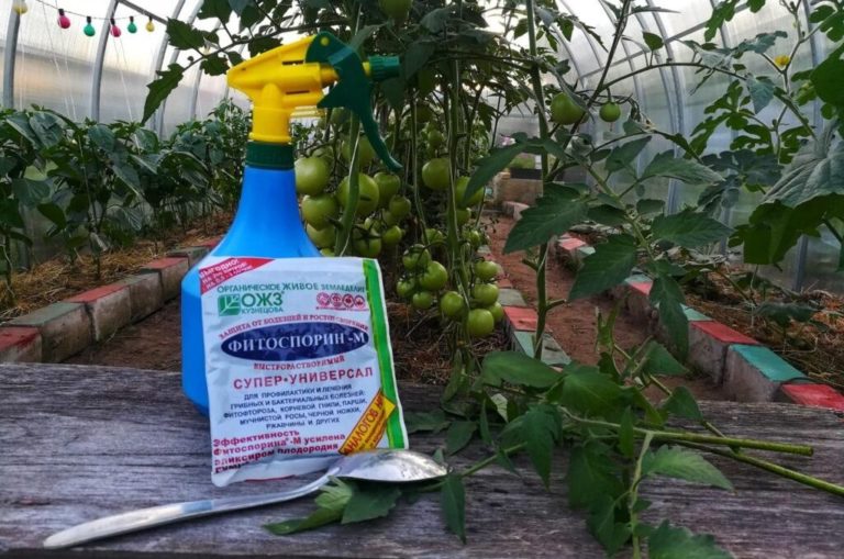 Bodenbehandlung mit Fitosporin im Herbst