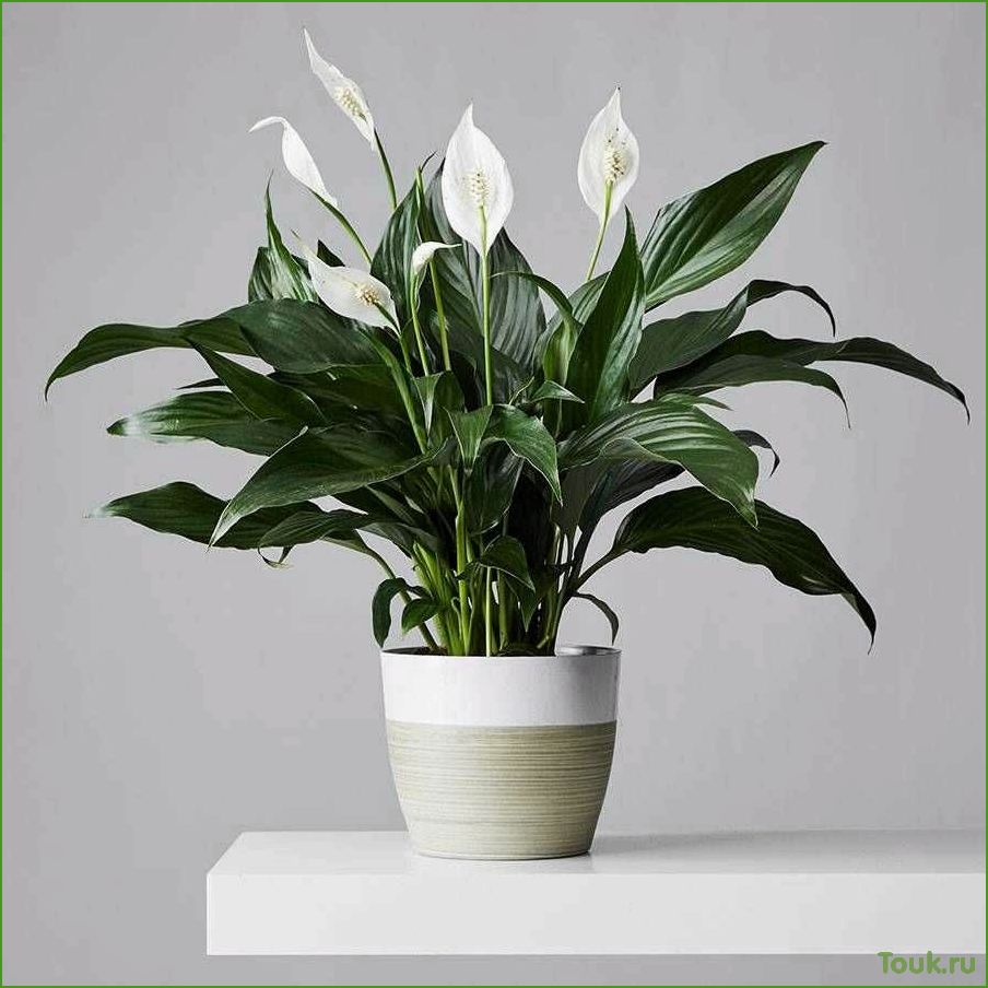Spathiphyllum Pflege und Vermehrung