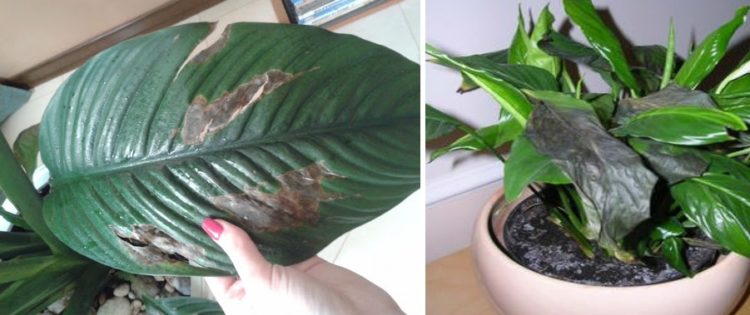 Spathiphyllum Pflege Vermehrung schwarze Blätter