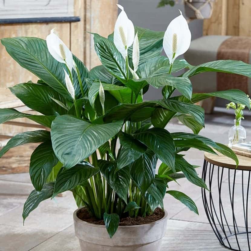 Spathiphyllum Pflanzenmerkmale