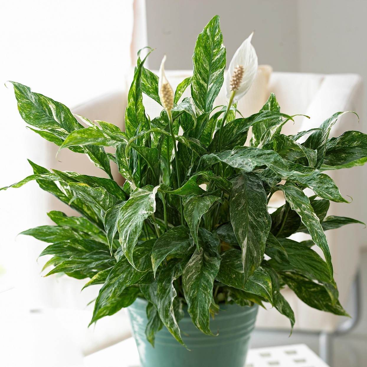 Spathiphyllum Eigenschaften der Pflanze