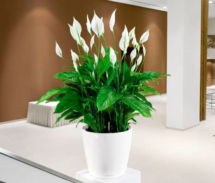 Pflanzung von Spathiphyllum im Haus