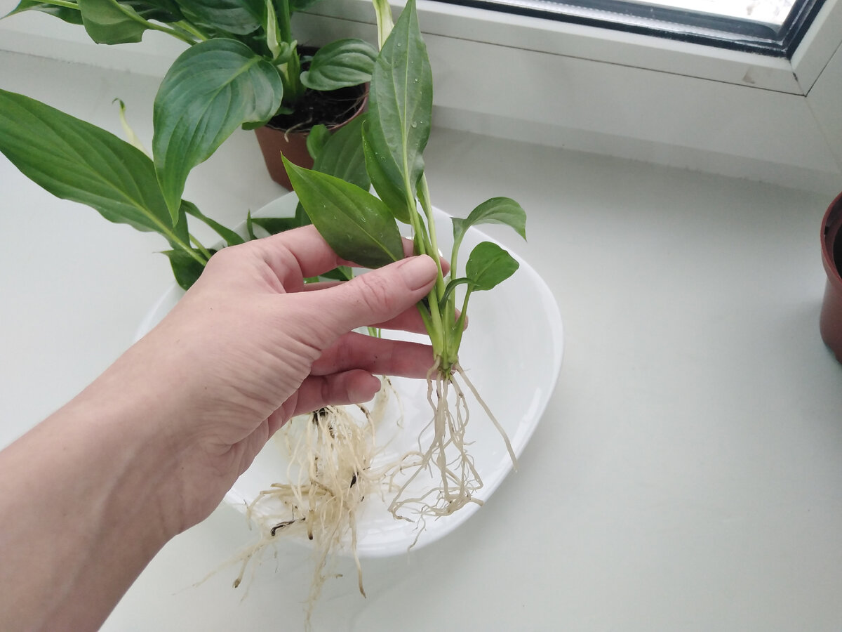 Spathiphyllum Vermehrung durch Blatt