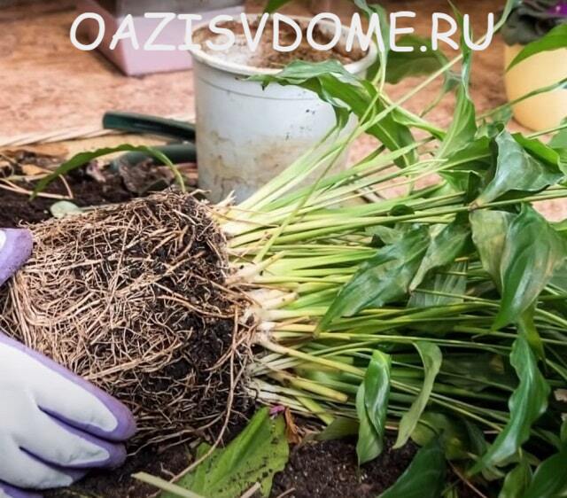 Welche Erde für das Umtopfen von Spathiphyllum?