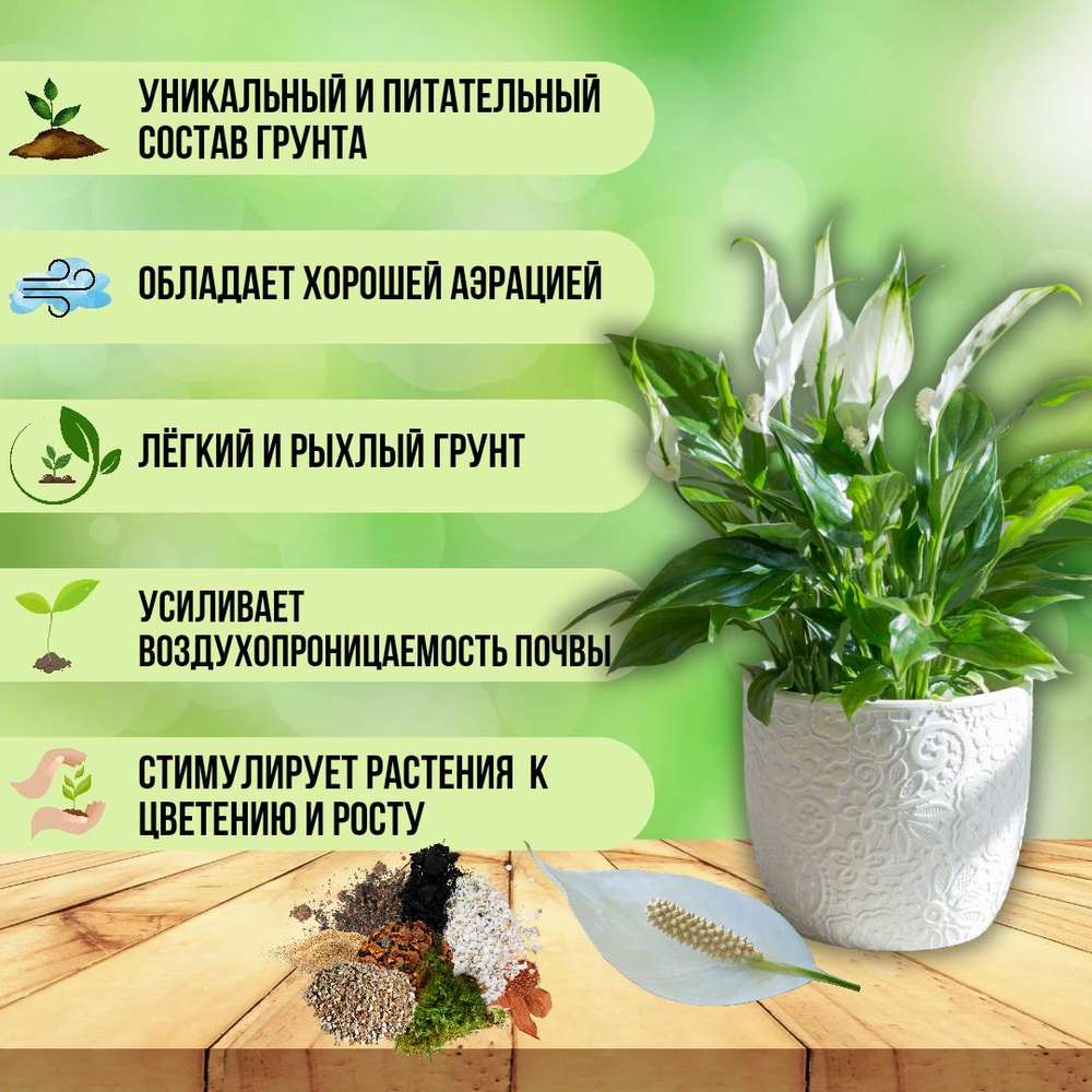 Spathiphyllum: Welcher Boden ist für die Umpflanzung geeignet?