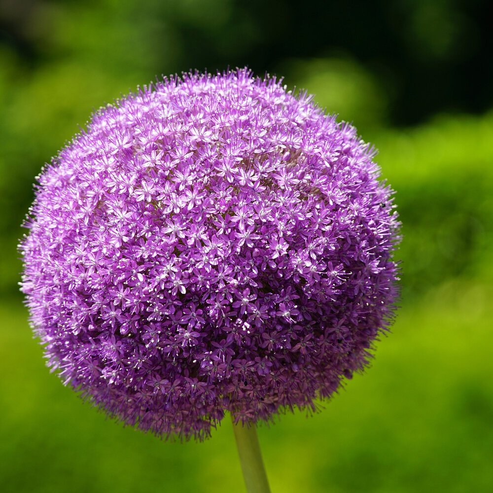 Kugelförmige Pflanzen für den Garten