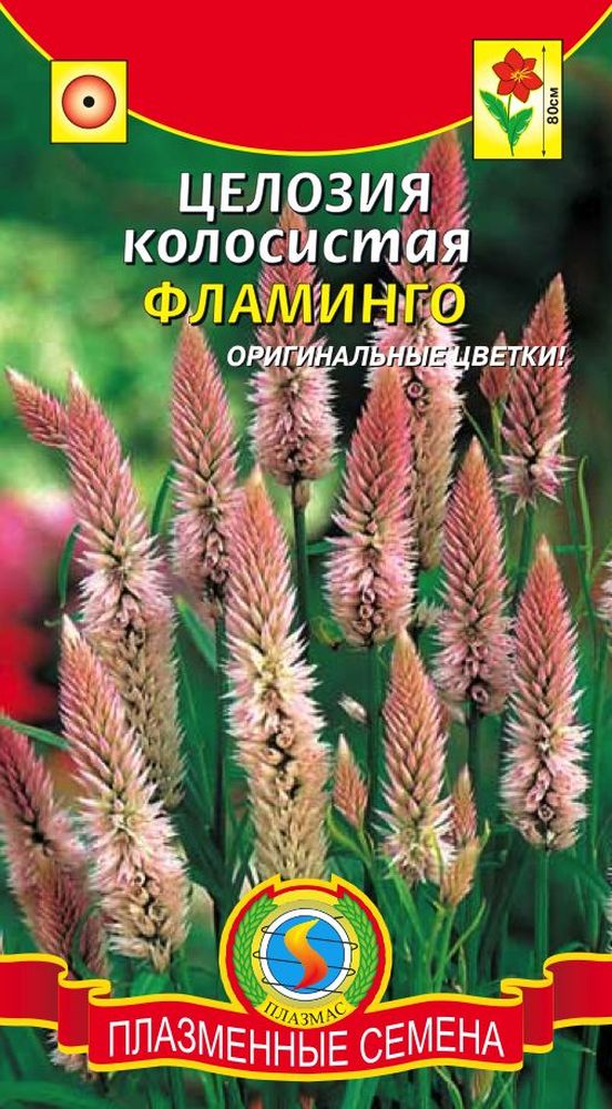 Celosia spicata ‚Flamingo‘ – Anzucht aus Samen