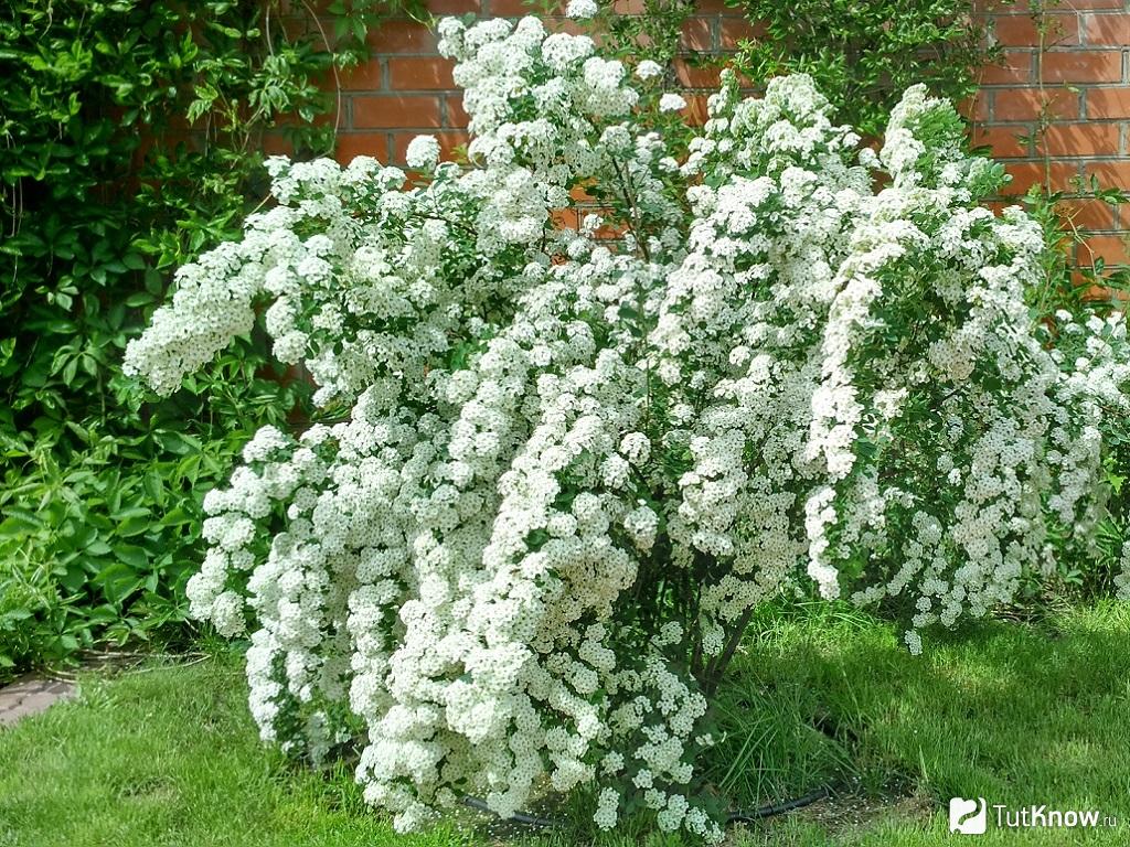 Spirea: Pflege und Anbau