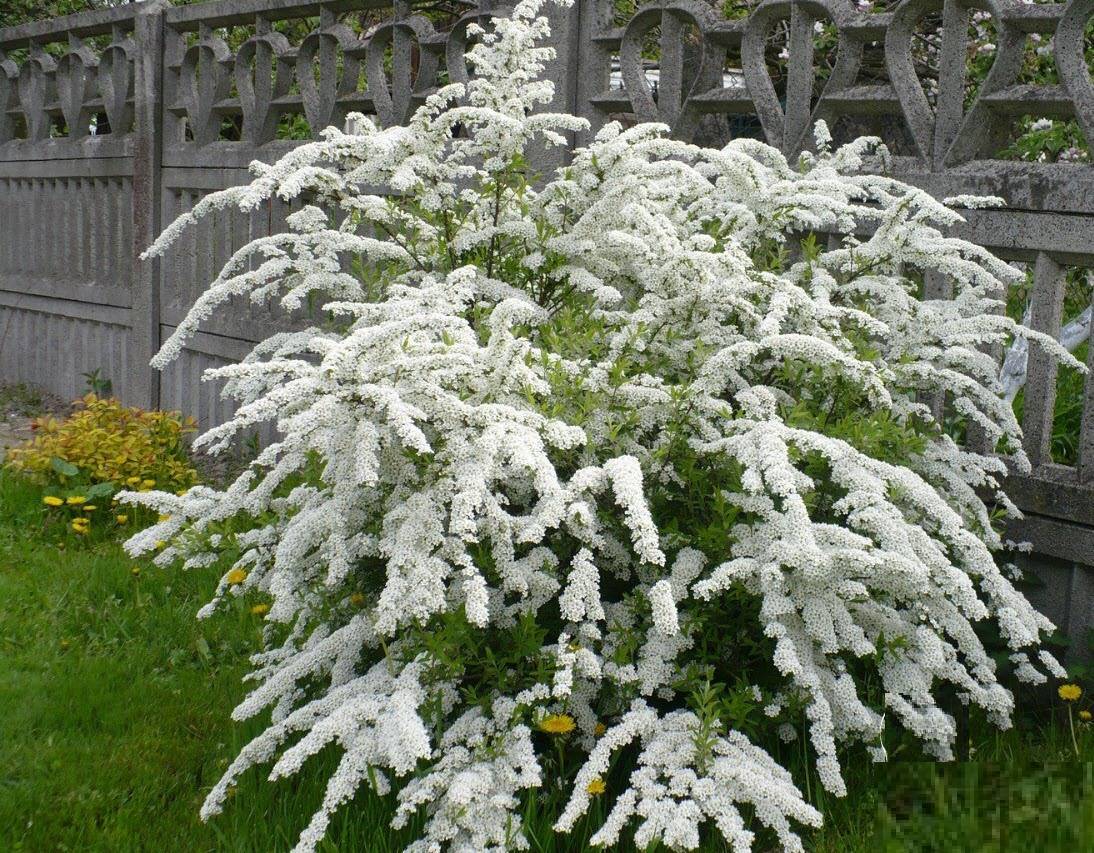 Zwergspirea: Pflanzung und Pflege