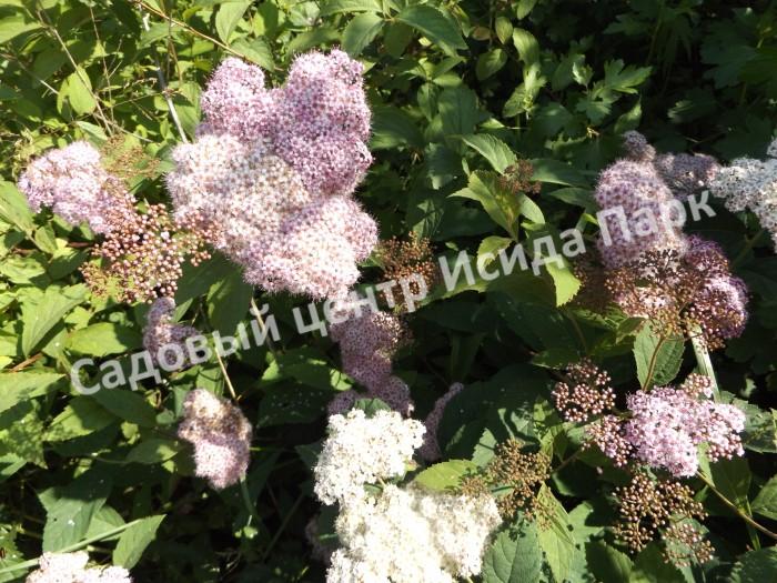 Spirea Fritz: Anzucht aus Samen