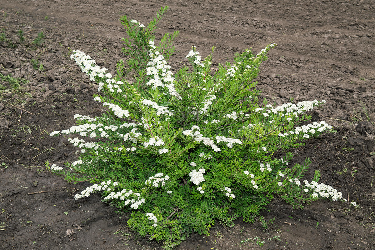 Spiraea nipponica Snowmound: Pflanzung und Pflege