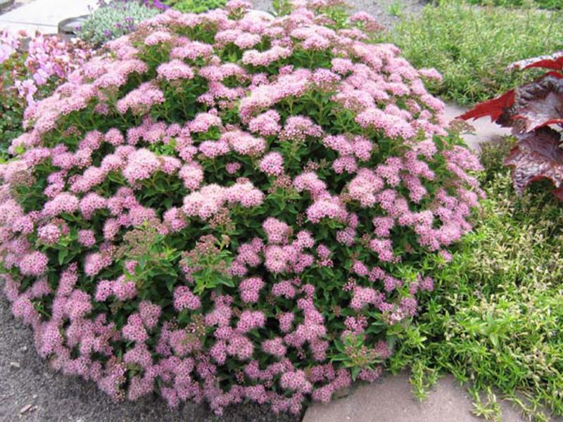 Spirea: Pflanzung und Pflege im Freiland