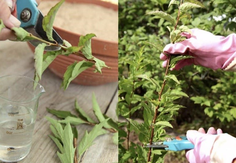 Spirea Vermehrung durch Stecklinge im Sommer