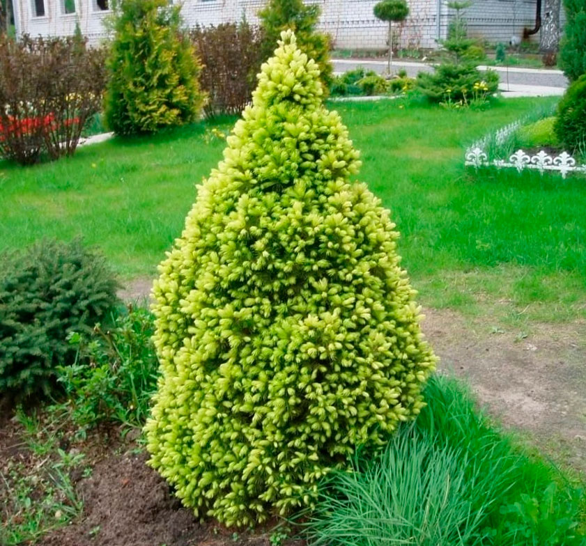 Konik-Fichte: Pflanzung und Pflege im Garten