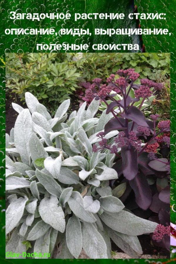 Stachys 'Zärtlichkeit' – Anbau aus Samen