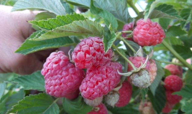 Stammhimbeeren pflanzen und pflegen