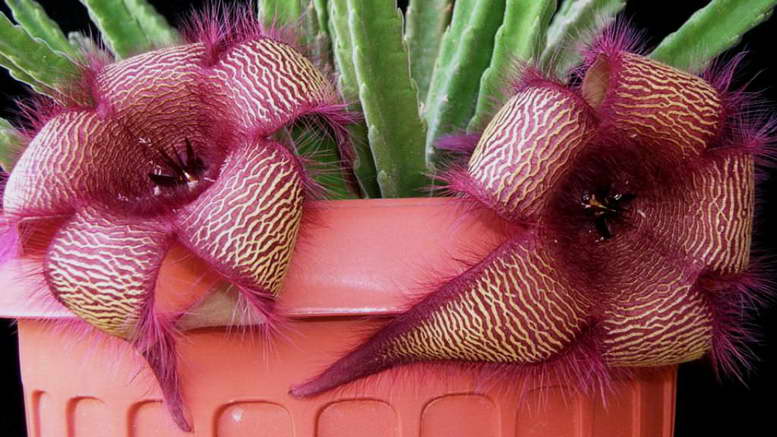 Stapelia: Vermehrung durch Stecklinge