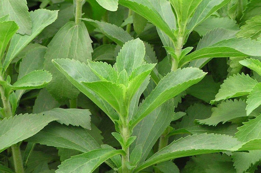 Stevia: Anbau und Pflege
