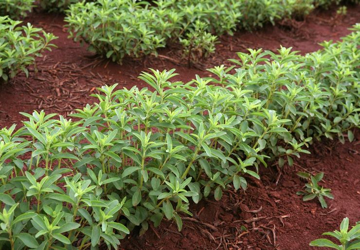 Stevia-Anbau im Freiland