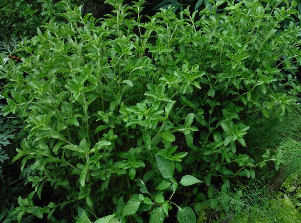 Stevia pflanzen und pflegen zu Hause