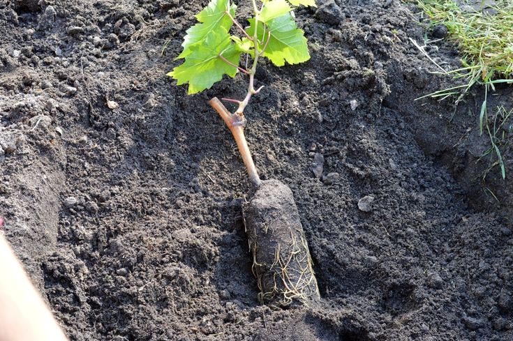 Lagerung und Pflanzung von Weinrebenstecklingen