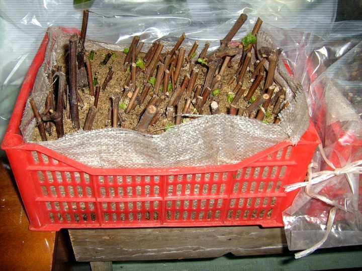 Lagerung von Weinrebenstecklingen im Winter für die Pflanzung im Frühjahr