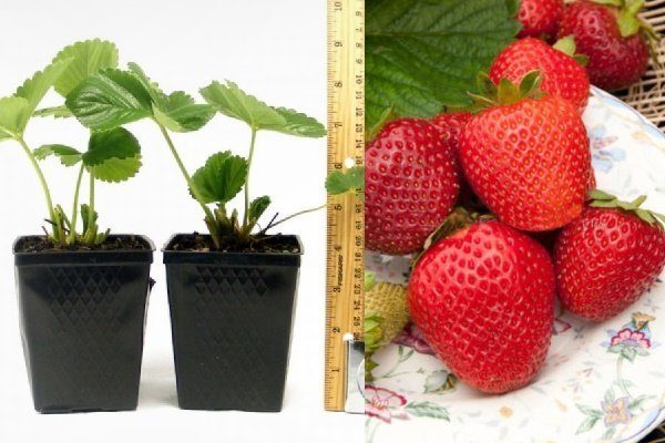 Erdbeeren aus Samen ziehen – Gartentricks