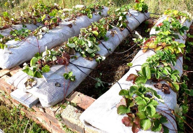 Erdbeeren im Sack – Schritt-für-Schritt-Anbau