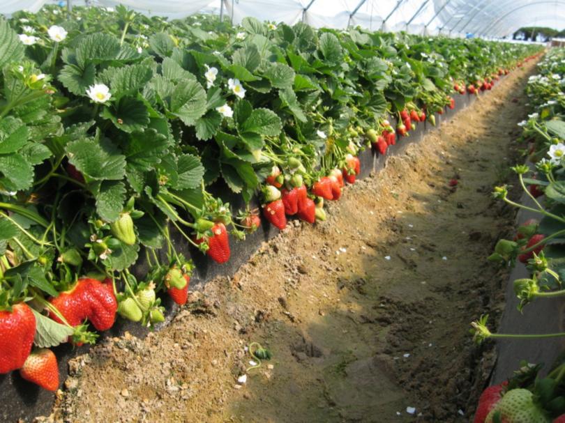 Anbautechnik für Erdbeeren im Freiland