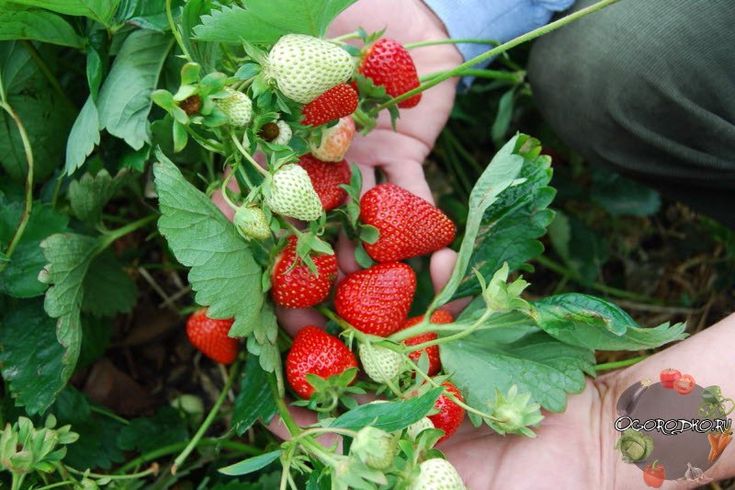 Erdbeeren – Wie pflanzt und pflegt man sie im Herbst?