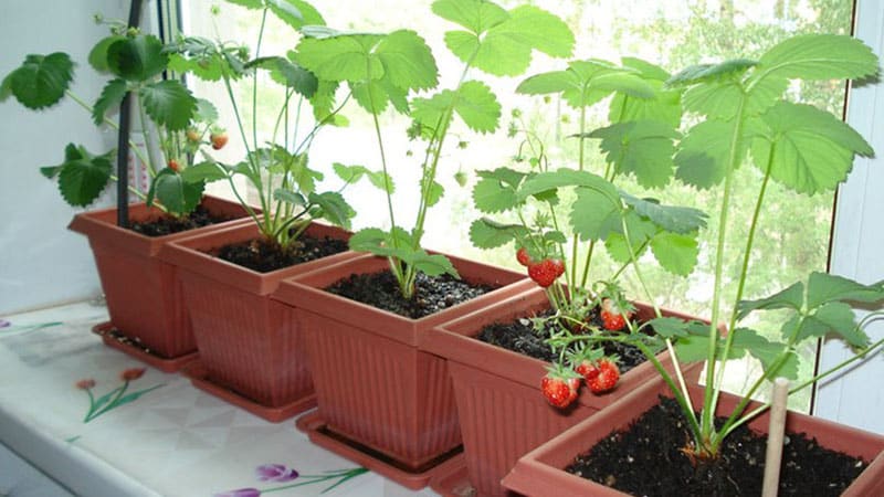 Erdbeeren im Topf: Pflege und Anbau