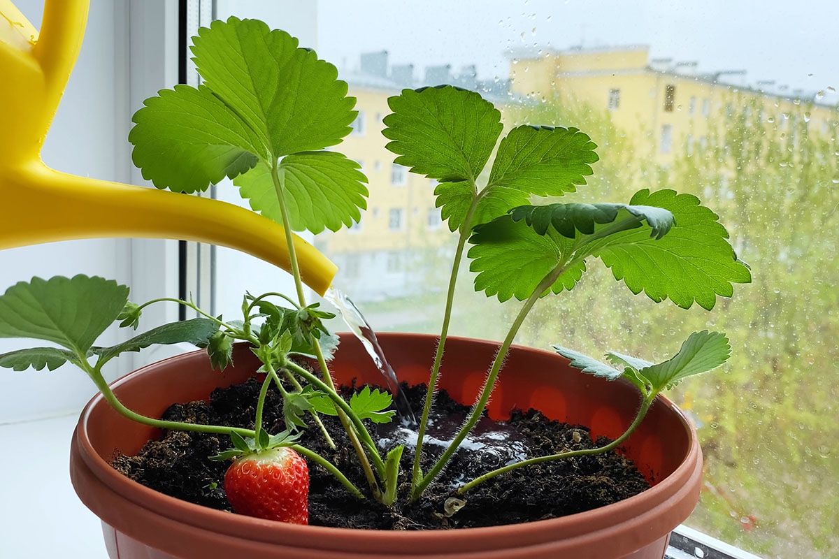Erdbeeren im Winter auf der Fensterbank – Erfahrungen im Anbau