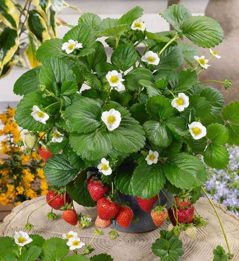 Erdbeeren auf Vliesstoff: Pflanzung und Pflege