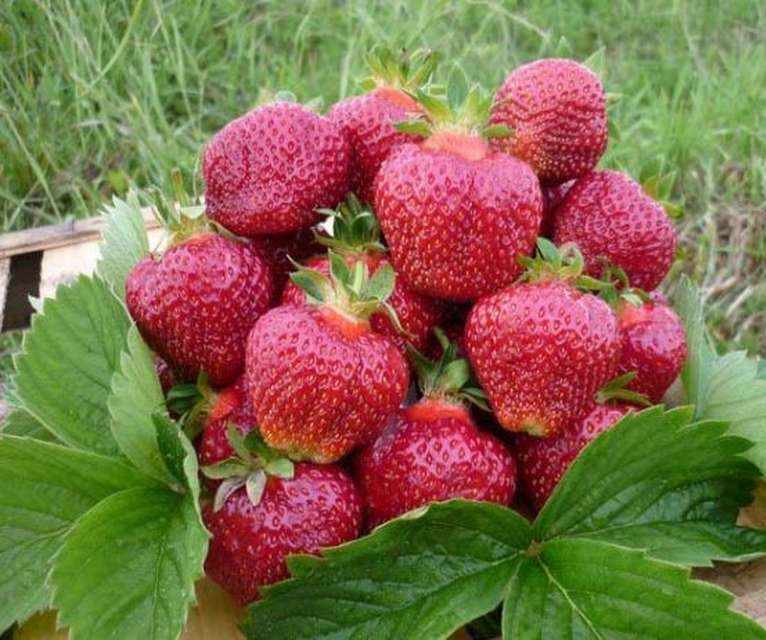 Erdbeeren im Garten: Anbaumethoden