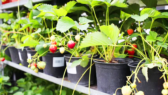 Erdbeeren aus Samen in der Wohnung vorziehen