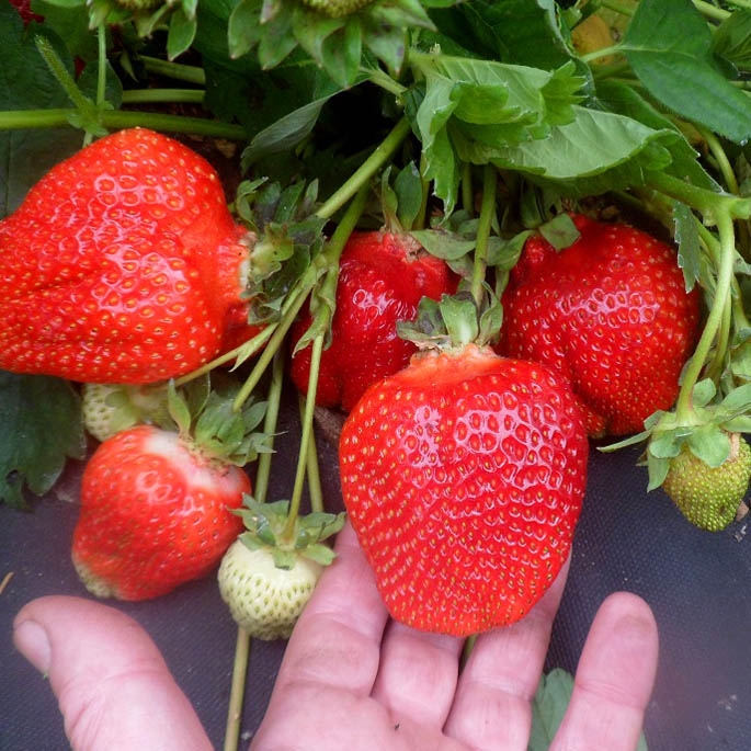 Überwinterung von Erdbeeren im Freiland