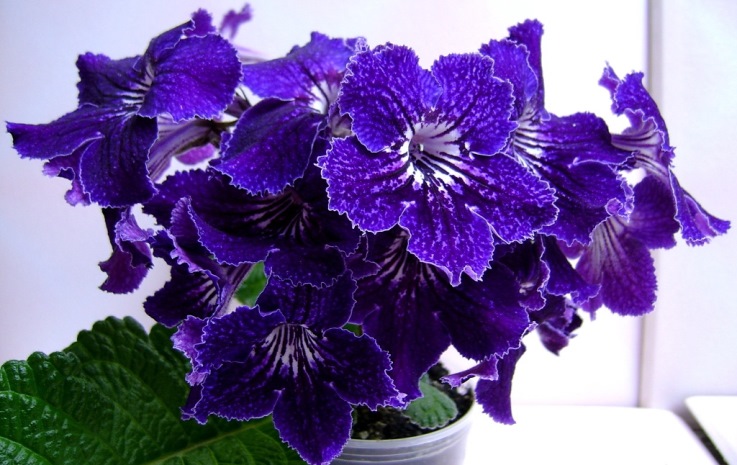 Streptocarpus: Pflege und Anzucht aus Samen