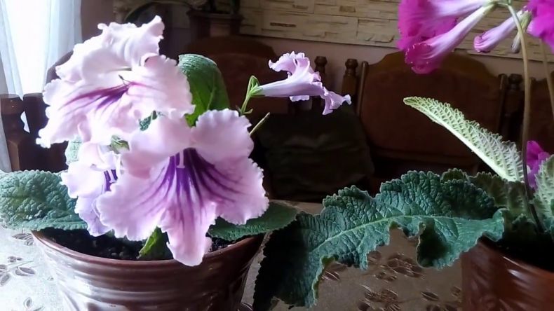 Streptocarpus: Pflege zu Hause und Vermehrung