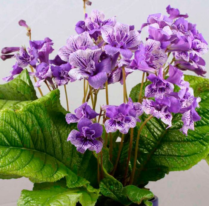 Streptocarpus: Pflege und Vermehrung