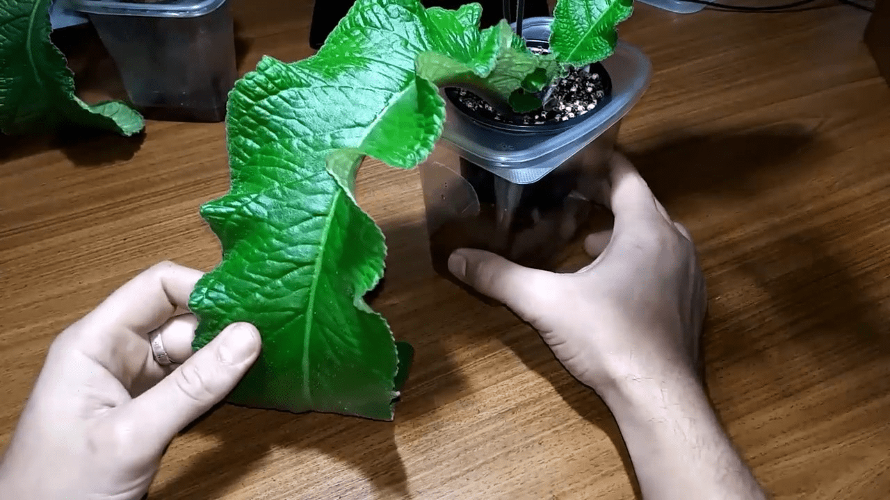 Streptocarpus: Vermehrung durch Blattstecklinge zu Hause