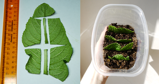 Vermehrung von Streptocarpus durch Blattfragmente