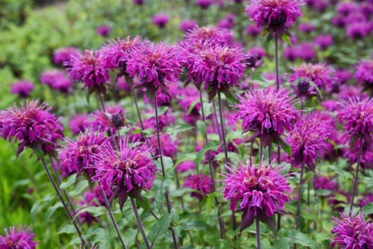 So eine vielfältige Monarda auf dem Foto