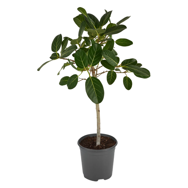 Zuckerbaum als Zimmerpflanze