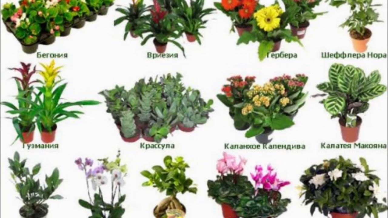 Lichtliebende Pflanzen für den Garten