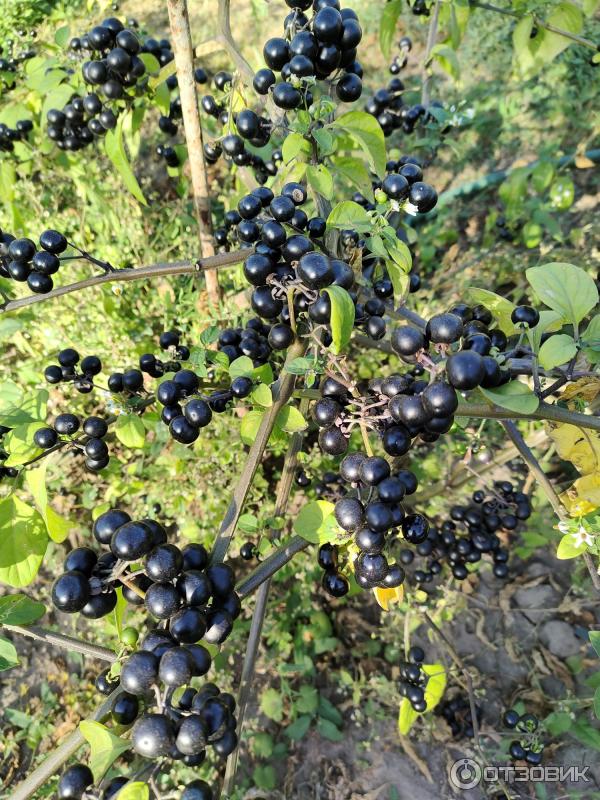 Die Sunberry-Pflanze und ihre Verwendung