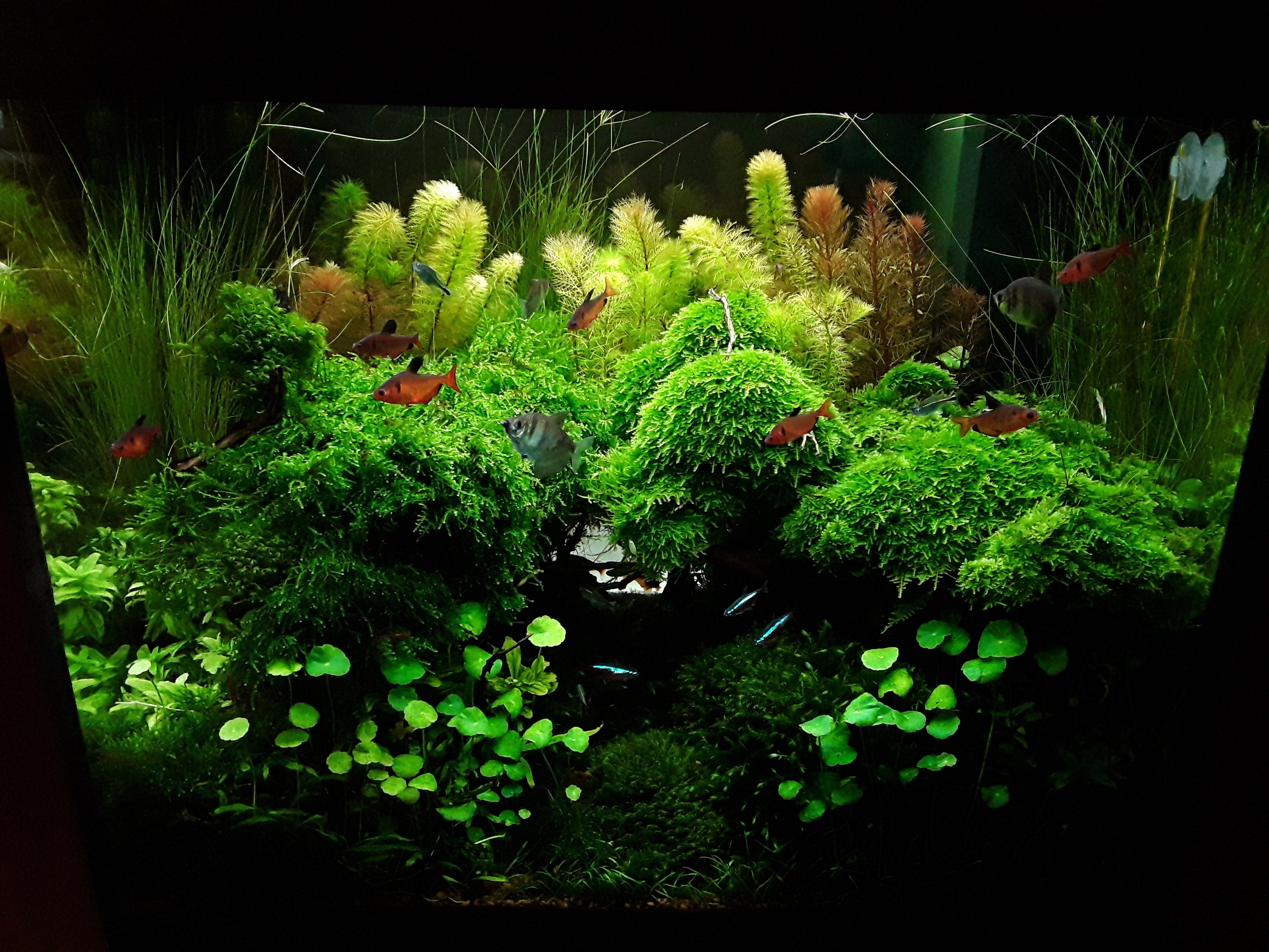 Oberflächenpflanzen für das Aquarium