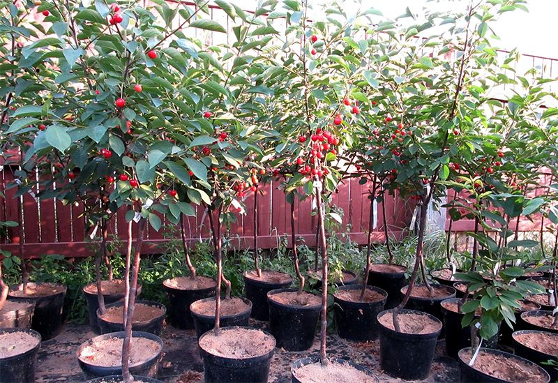 Pflanzung von Süßkirschen im Herbst im Süden