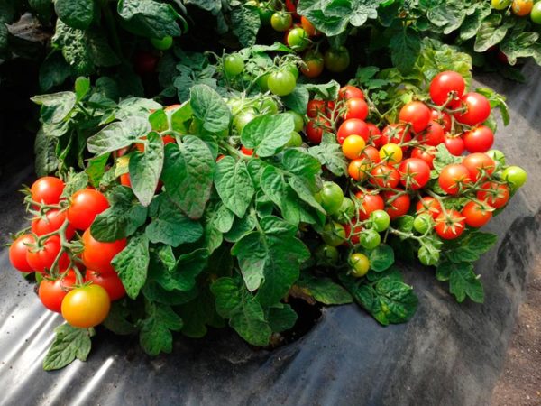 Süße niedrigwüchsige Tomatensorten für Freiland